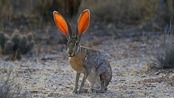 Giant Jack Rabbit Sitting HD Wallpaper