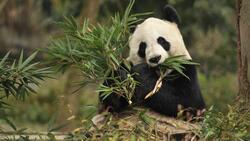 Giant Panda Eating 4K