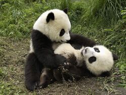 Giant Panda Fighting Image