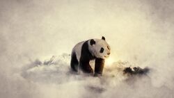 Giant Panda HD Wallpaper