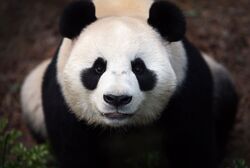 Giant Panda Looking Image