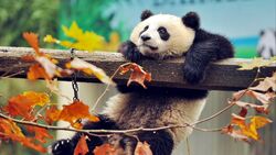 Giant Panda on Wooden Rore