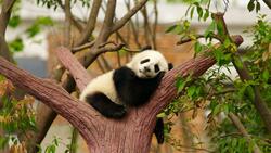 Giant Panda Sleeping on Tree