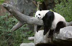 Giant Panda Sleeping Photo