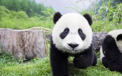 Giant Panda Walking Image