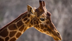 Giraffe Animal HD Wallpaper