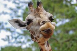 Giraffe Close Face