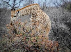 Giraffe Eating Tree Leaves 4K Wallpaper