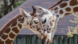 Giraffe Love Image
