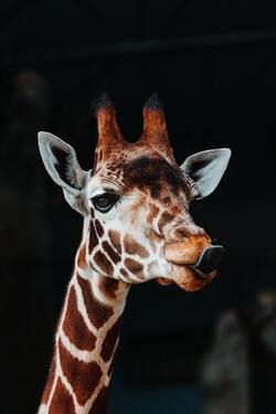 Giraffe Mobile Image