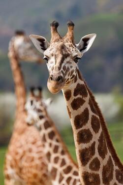 Giraffe Mobile Pic