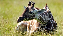 Giraffe Sitting on Grass