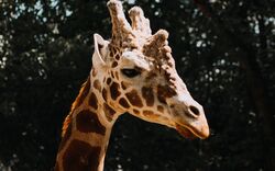 Giraffe Zoomed HD Wallpaper