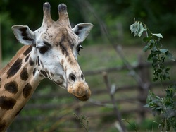 Giraffes Closeup Photo