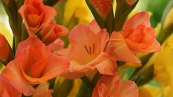 Gladiolus Plant Flower Wallpaper