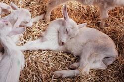 Goat Baby Sleep on Dry Grass