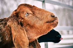 Goat Close Up Photo