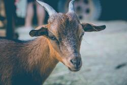 Goat Closeup Photo