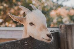 Goat Face Closeup Photo