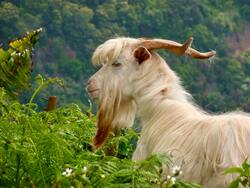 Goat Image Download