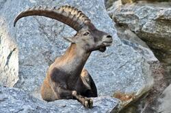 Goat Seating on Rock