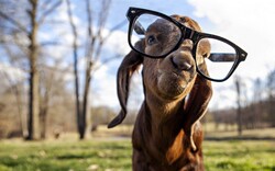 Goat Wear Goggles Funny Image