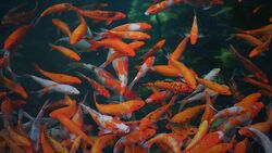 Gold Fishes Underwater