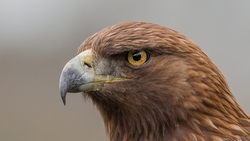 Golden Eagle Bird Look HD Wallpaper