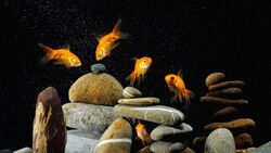 Golden Fish Ocean Animal 4K Pics
