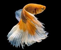 Golden Fish Ocean Animal