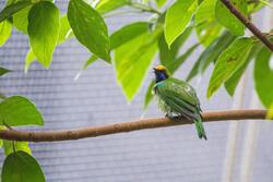 Golden Fronted Leafbird Sitting on Tree Branch