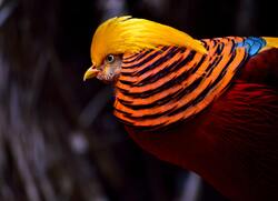 Golden Pheasant Bird Ultra HD Wallpaper