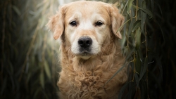 Golden Retriever Dog Animal HD Wallpaper