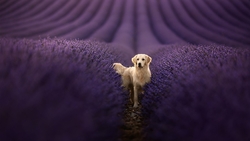 Golden Retriever Dog HD Wallpaper