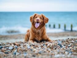 Golden Retriever Dog Lying