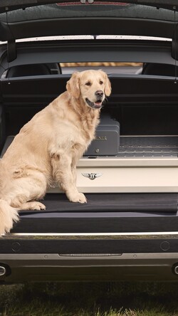 Golden Retriever Dog Sitting on Bentley Car