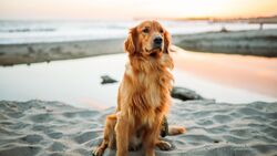 Golden Retriever Dog Sitting on Sand