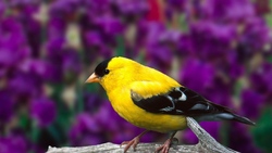 Goldfinch Bird 4K Pic