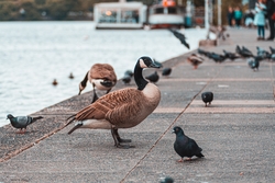 Goose And Pigeon Standing in Street