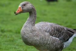 Goose Bird Eating Grass