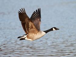 Goose Bird Flying