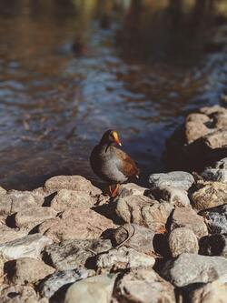 Goose Bird Sitting on Rock Near River