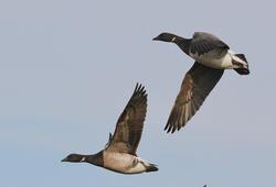 Goose Birds Flying Pics