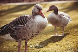 Goose Birds in Farm