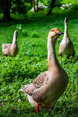 Goose Birds in Green Grass Pic