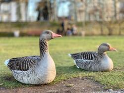 Goose Birds Seating on Ground