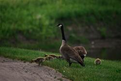 Goose Birds With Babies