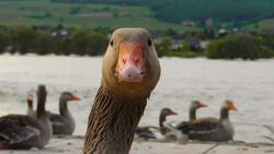 Goose Close Up Image