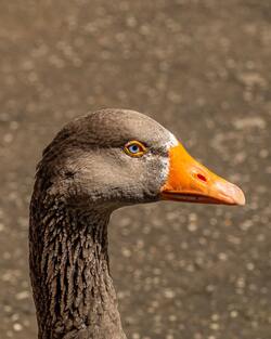 Goose Close Up Photo