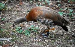 Goose Eating Food 4K Photo